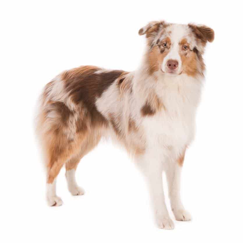 toby215202765_205687376506201_4553595708985413200_n