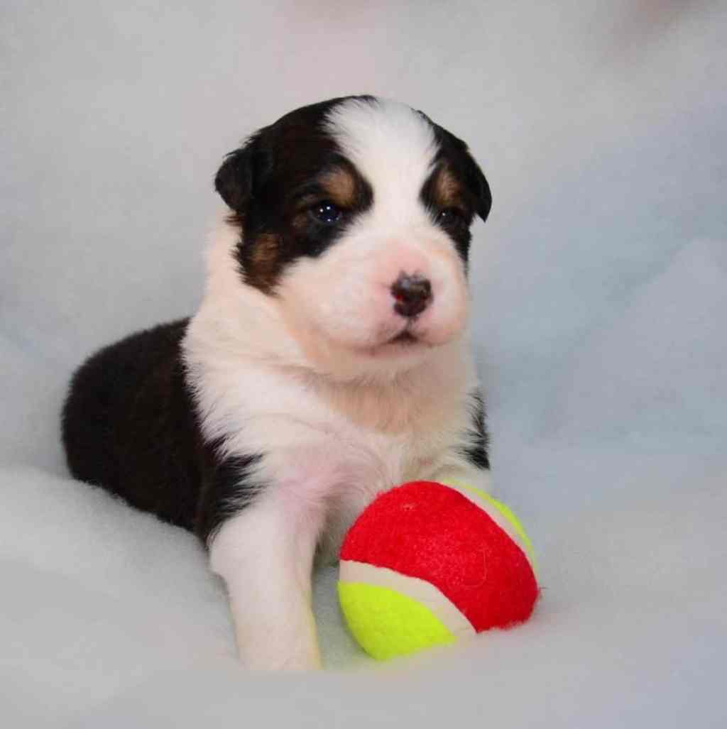 Pup 6, een Black Tricolor, ook een mooie dame. Ze groeit heel hard, haalt broertjes in