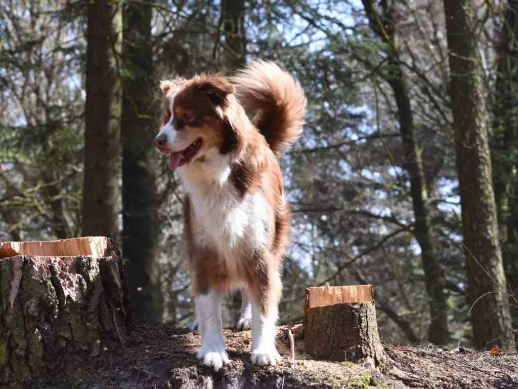 Iva Red Du Domaine Du Cervine, Tess, is bevallen van 11 pups, de vader is Ticolana’s One in a Million, Mexx (zie het&nbsp;bericht)