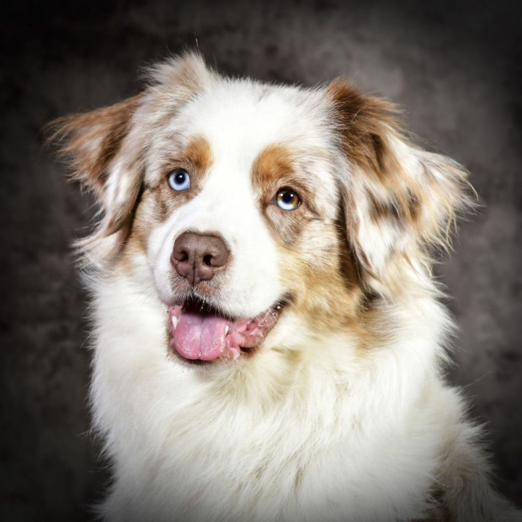 Baya Noor Quadrupes is gedekt door AKC CH Coolmoor’s Monster Mash @Gatorheaven, roepnaam&nbsp;Bash