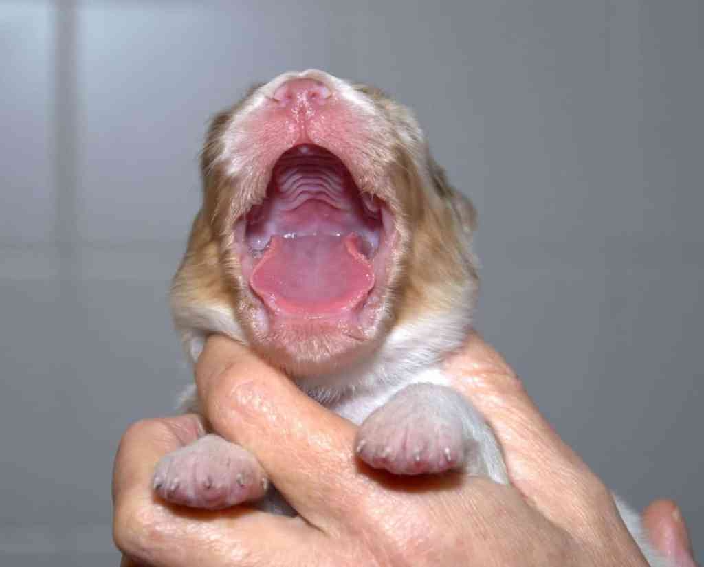 En aan heet einde van de dag, drinken, wegen en dan zijn zij ook moe