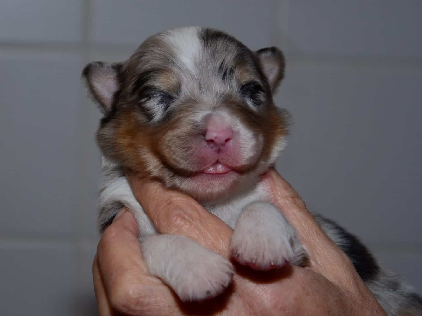 pup9koppie