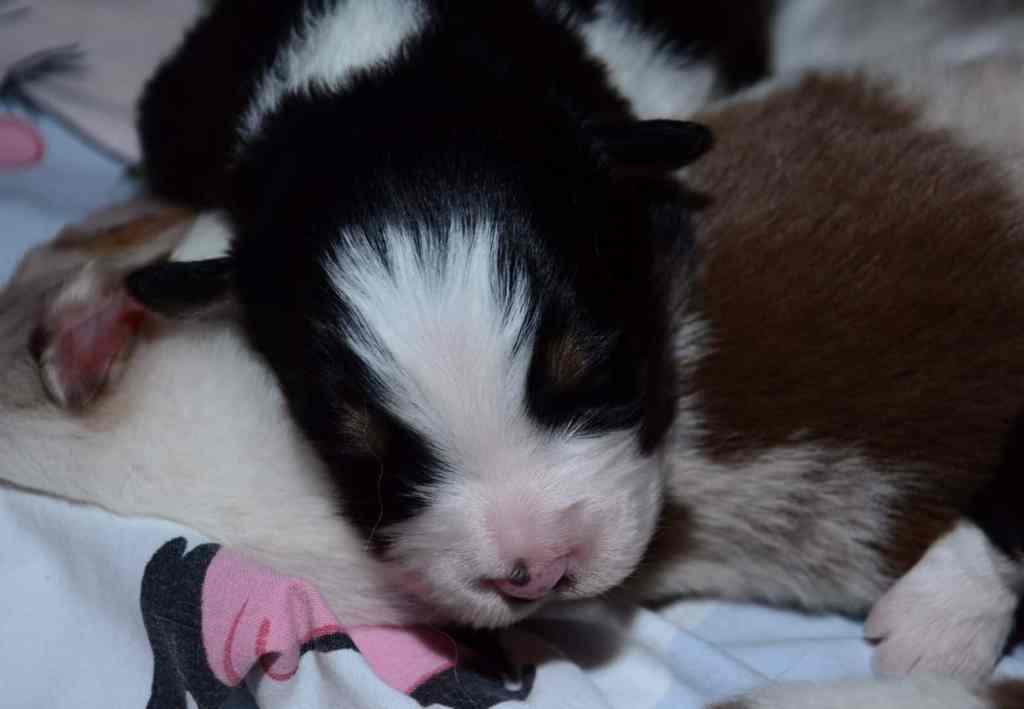 Black tricolor reutje