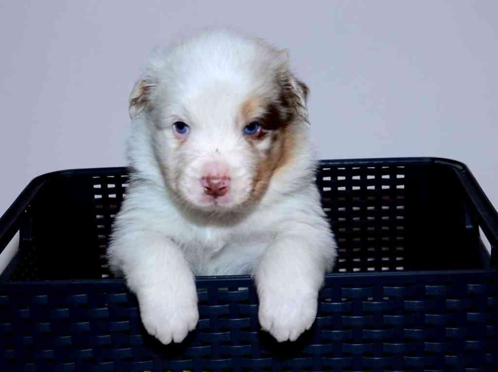 Het elftal is 4 weken oud, ANTHONY IKE (ook roepnaam) QUADRUPES