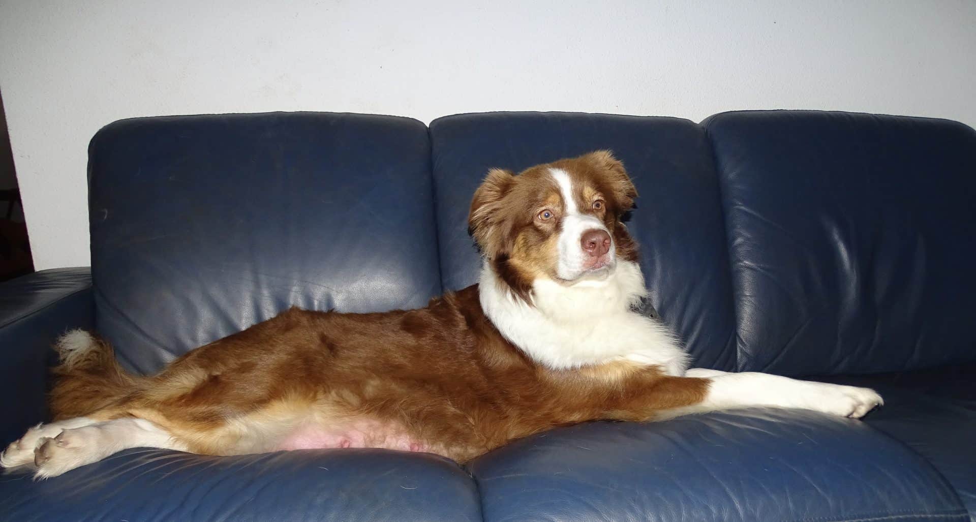 Tess op de bank, de laatste loodjes