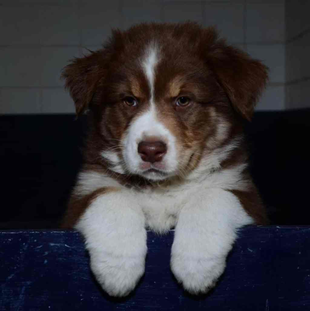 Buddy Koen Quadrupes