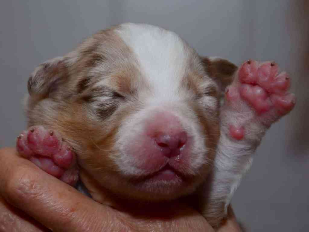 Pup 1, Red Merle reutje