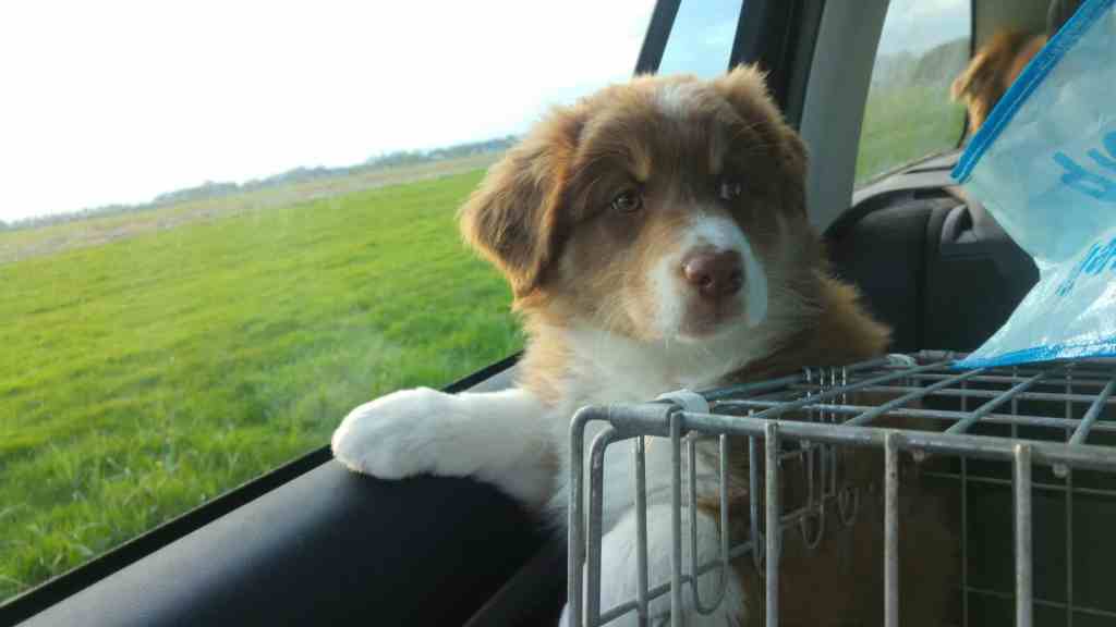 Benja Tess is met haar baasje&nbsp;mee