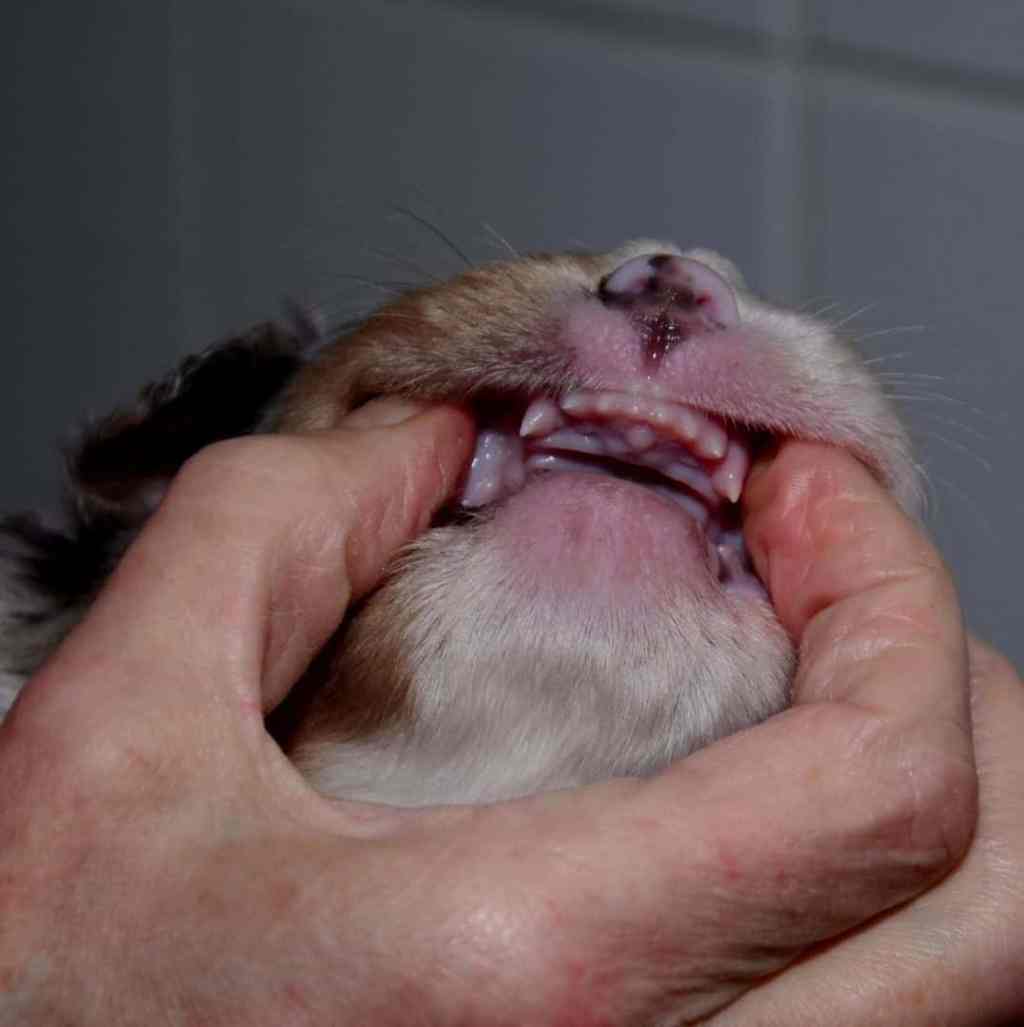 3 weken, het elftal heeft een bekkie met tandjes