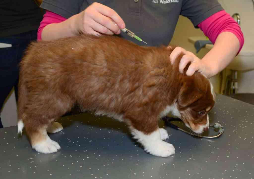 Bij de dierenarts, onderzoek en vaccinatie…