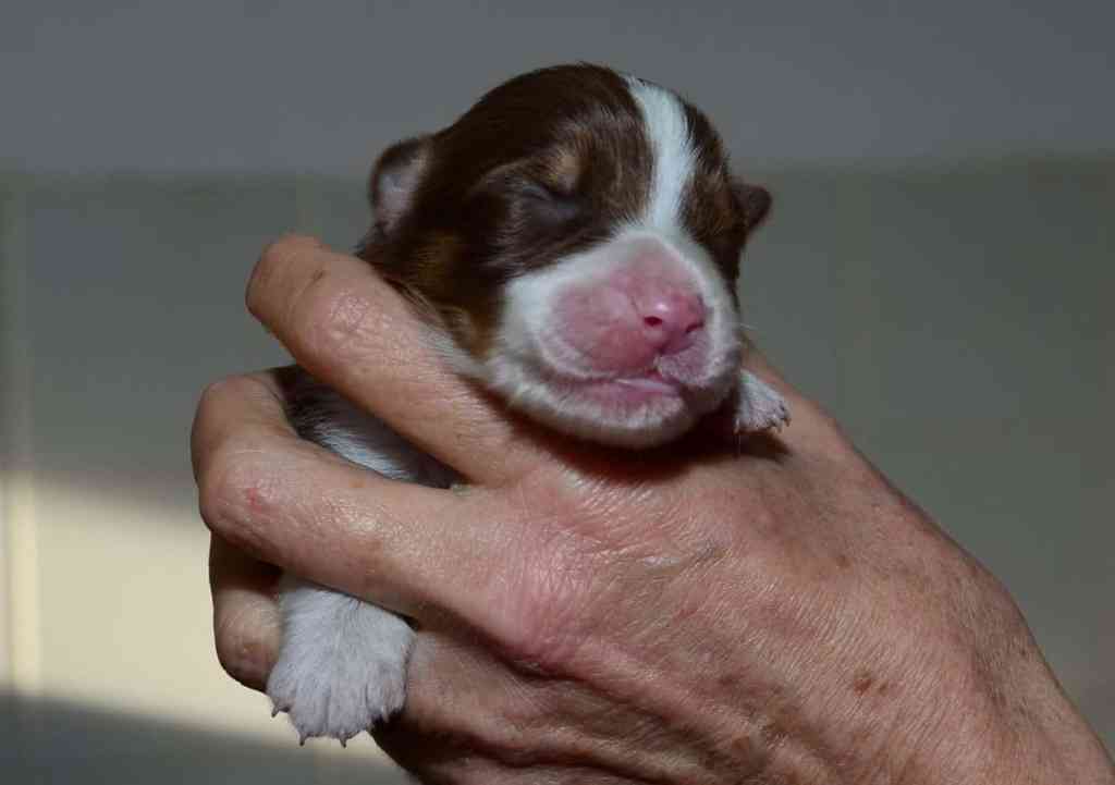 Pup 10, Red Tricolor reutje