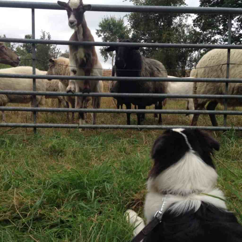 Amy Sita, roepnaam Gaja