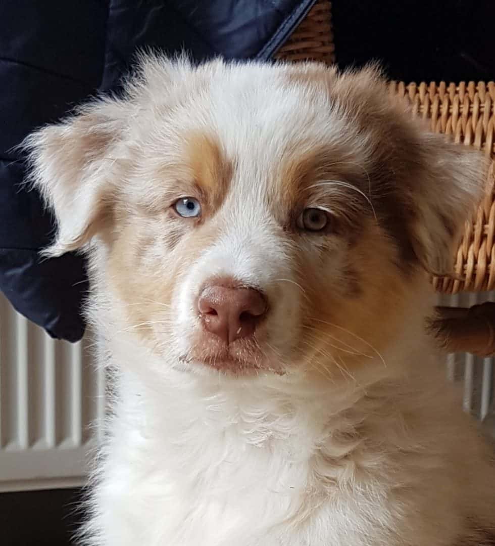 Berry Jonah Quadrupes, roepnaam Jonah doet het goed bij zijn nieuwe&nbsp;baas