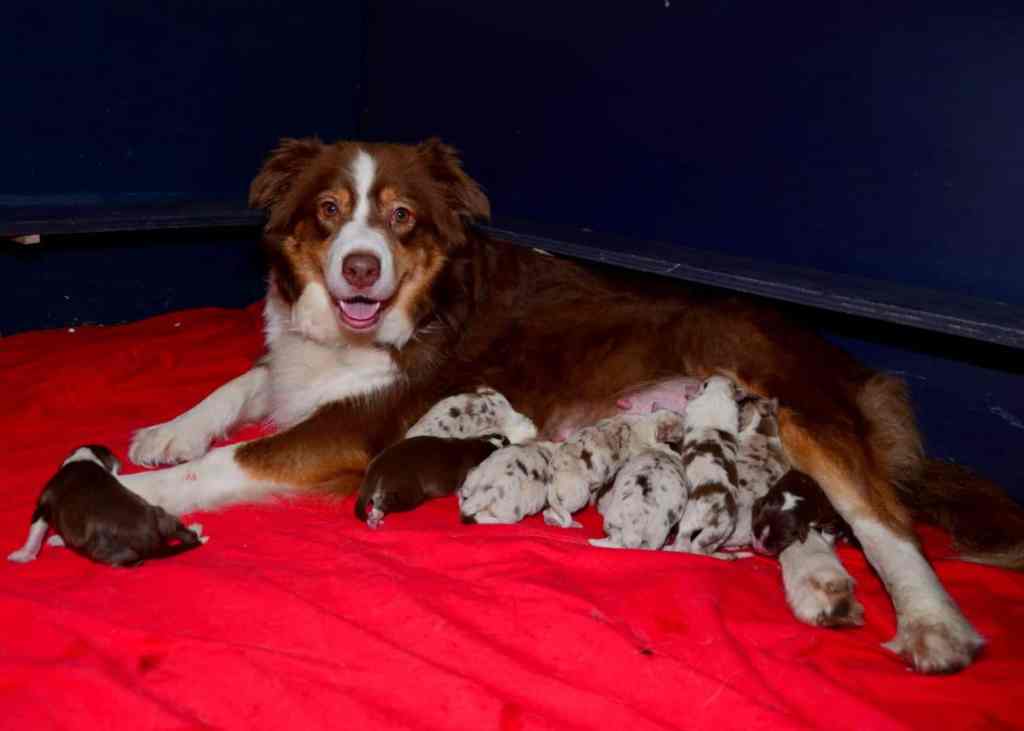 Tess is bevallen van 11 mooie&nbsp;pups!