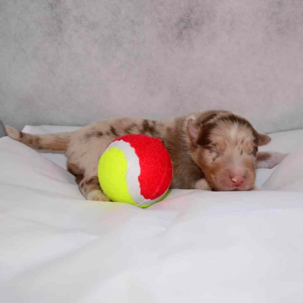 Bo Demy Quadrupes, bijnaam ‘de&nbsp;Bonte’