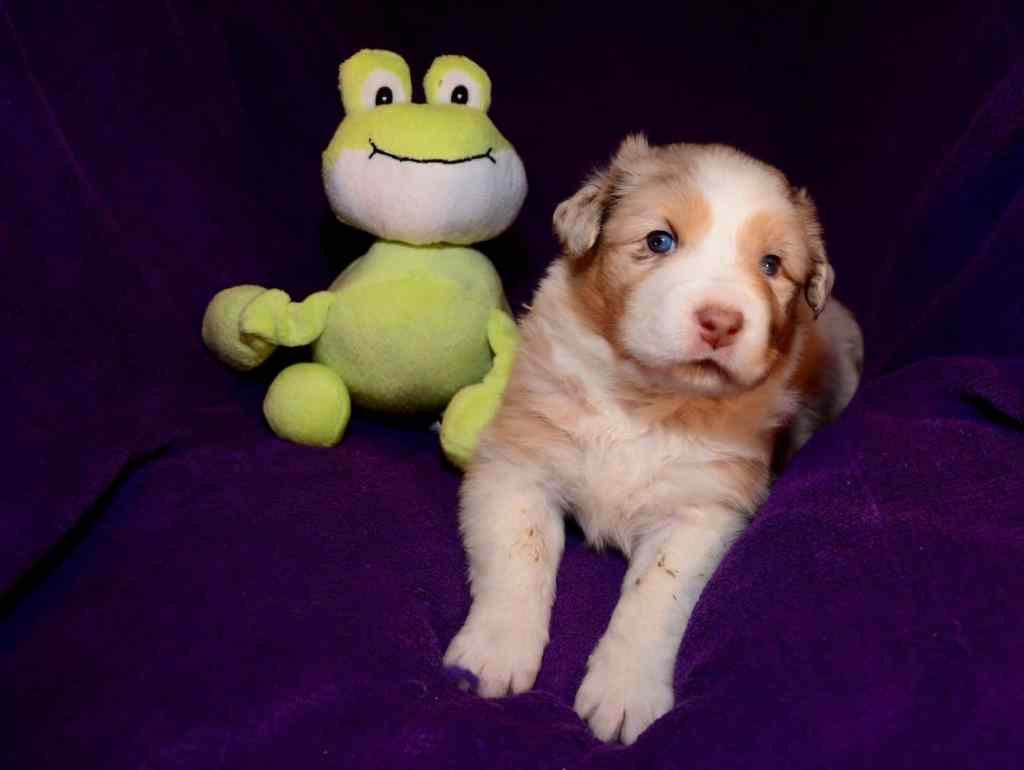 Benthe Saar Quadrupes