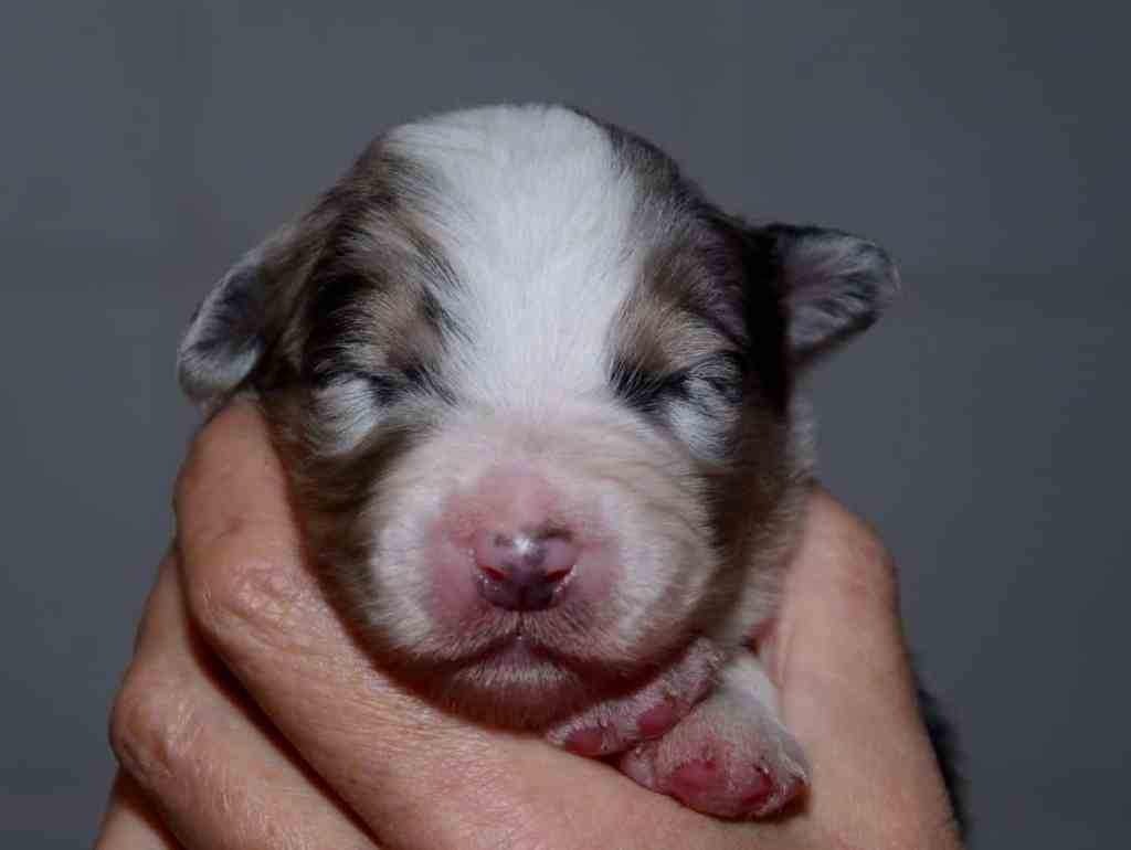 Pup 8, Blue Merle reutje