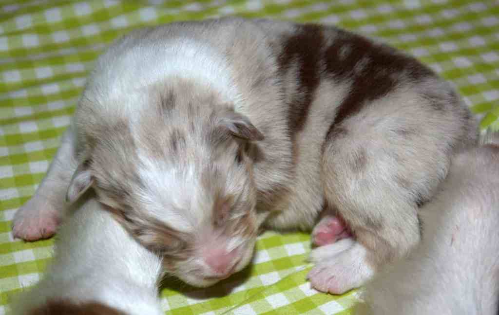 88 nageltjes geknipt van 11 pups