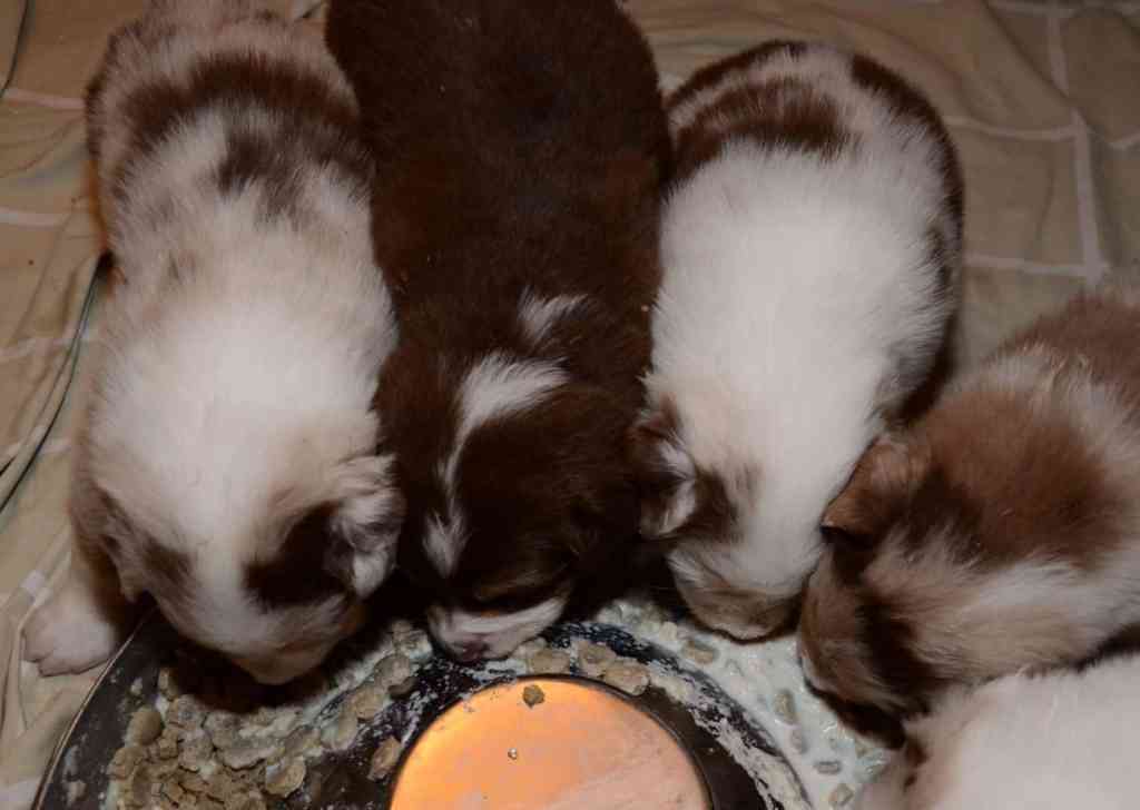 Zomaar wat fotootjes die ik af en toen maakte van de&nbsp;pups