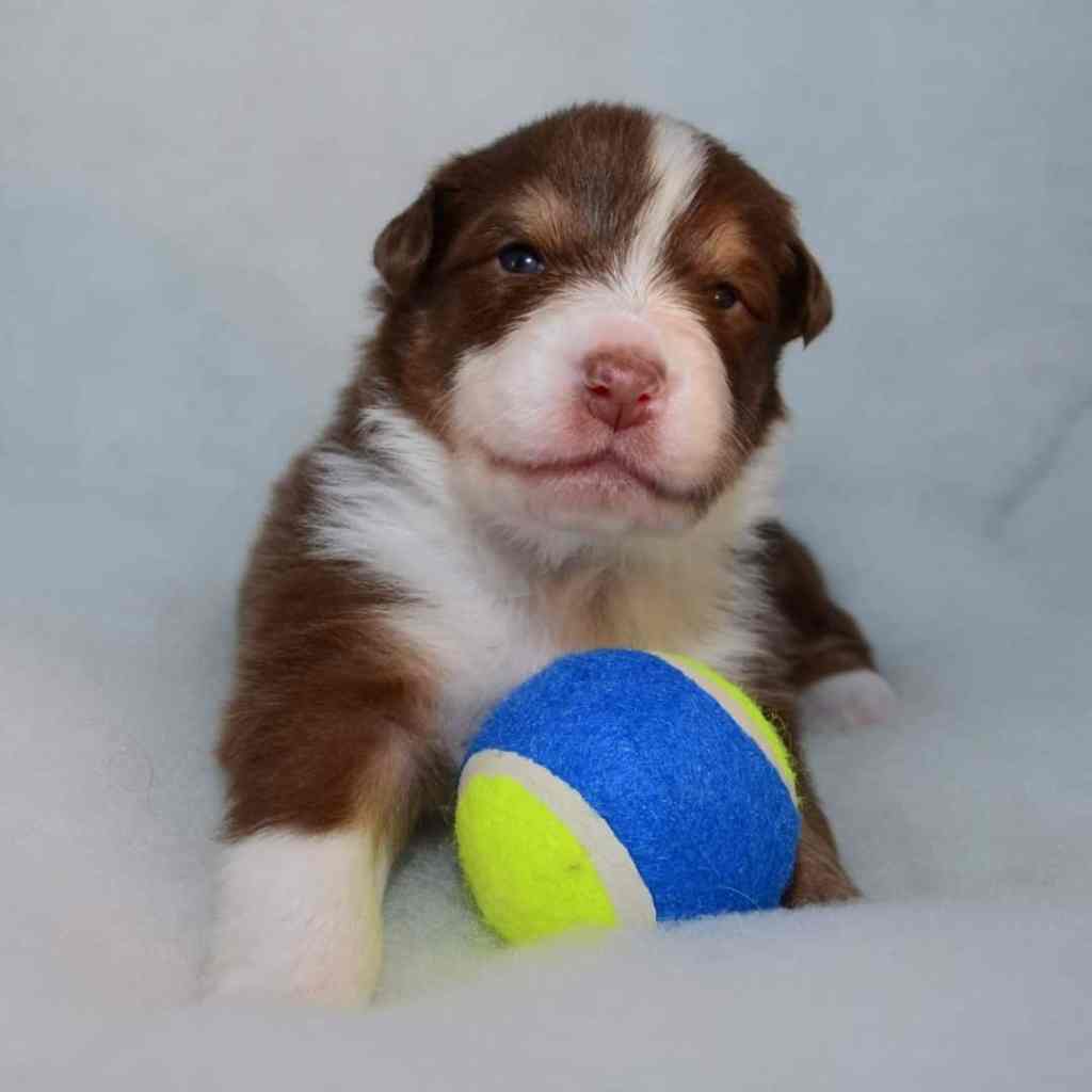 Pup 10, de pup die altijd honger heeft en over de anderen heen walst