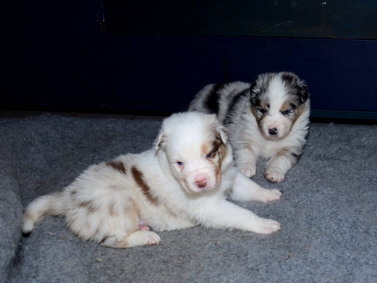 uit het hok geklauterd2