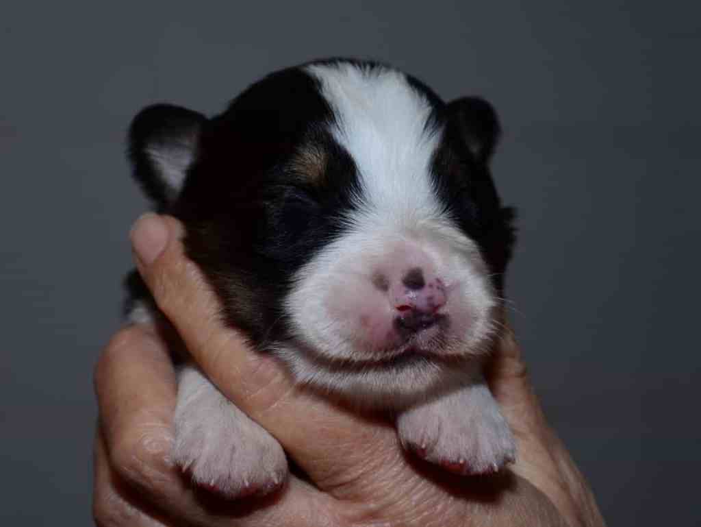 Pup 2, Black Tricolor reutje
