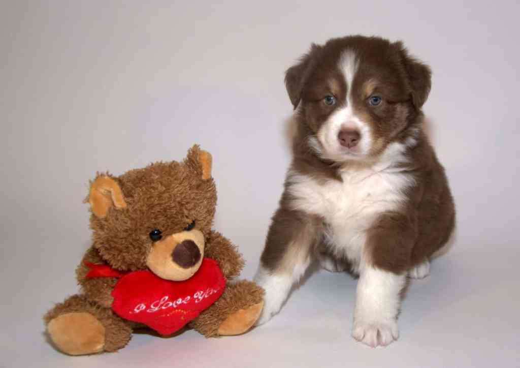 Buddy Koen Quadrupes