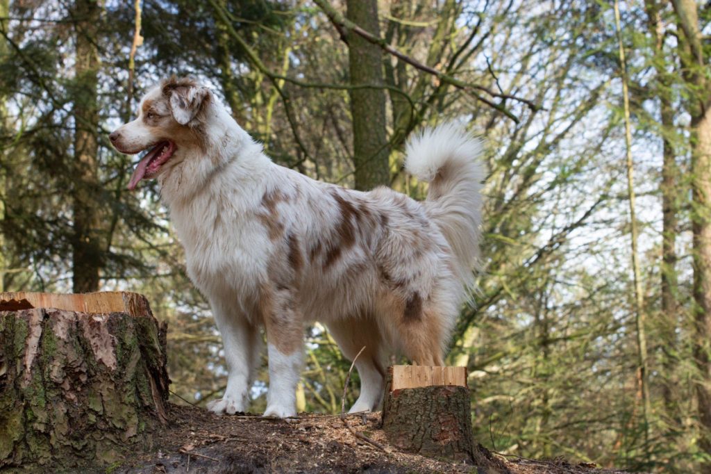 Baya Noor Quadrupes is drachtig van Grieks en Internationaal Kampioen Airplanes’s Northern Daybreak Harmonic, roepnaam Arrow LOF1&nbsp;83517/0