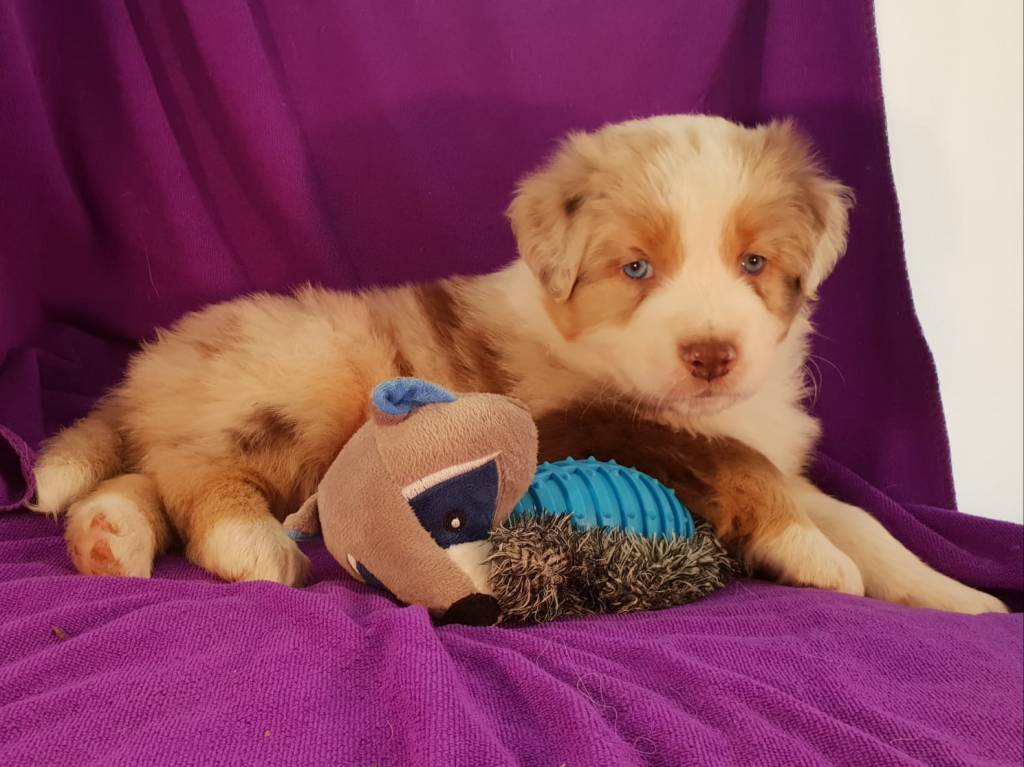 Prachtig red merle reutje is weer beschikbaar, nu 6 weken oud