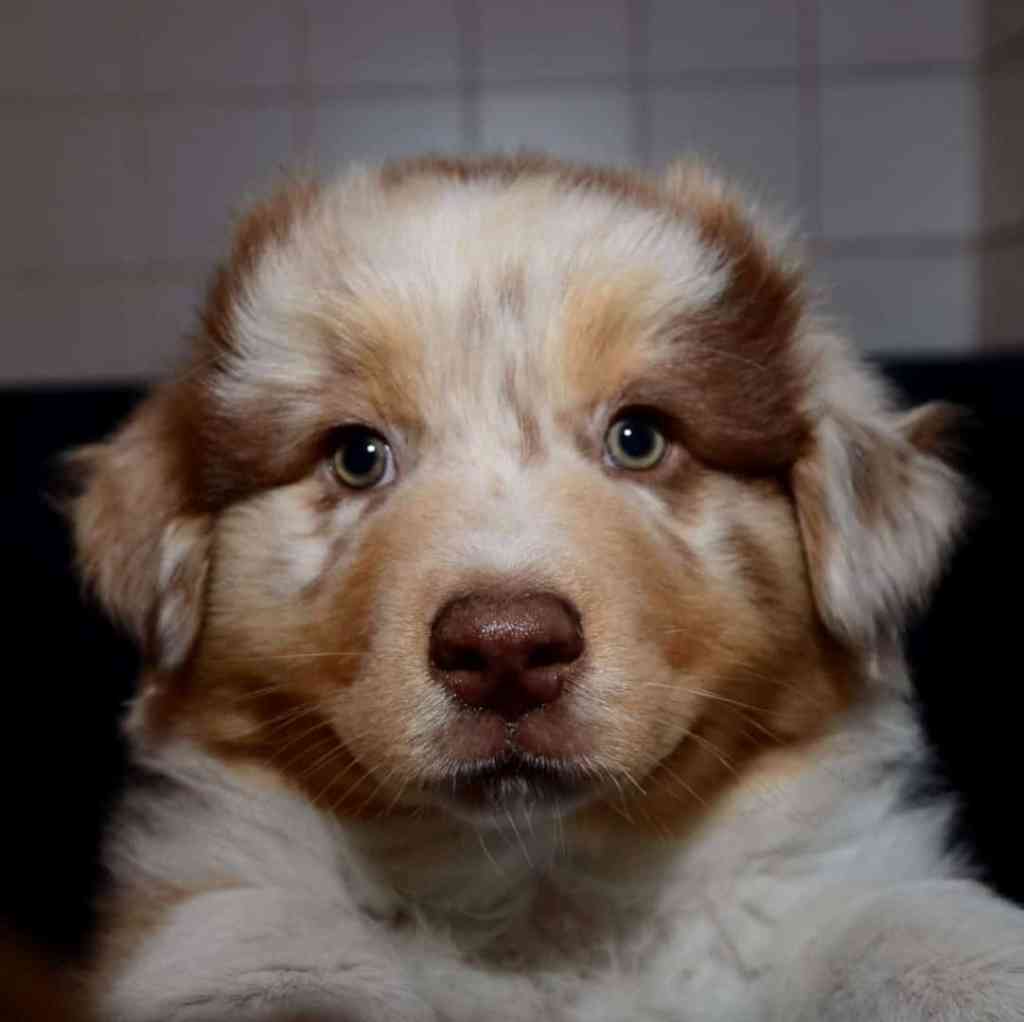 Bo Demy Quadrupes heeft het nest&nbsp;verlaten…