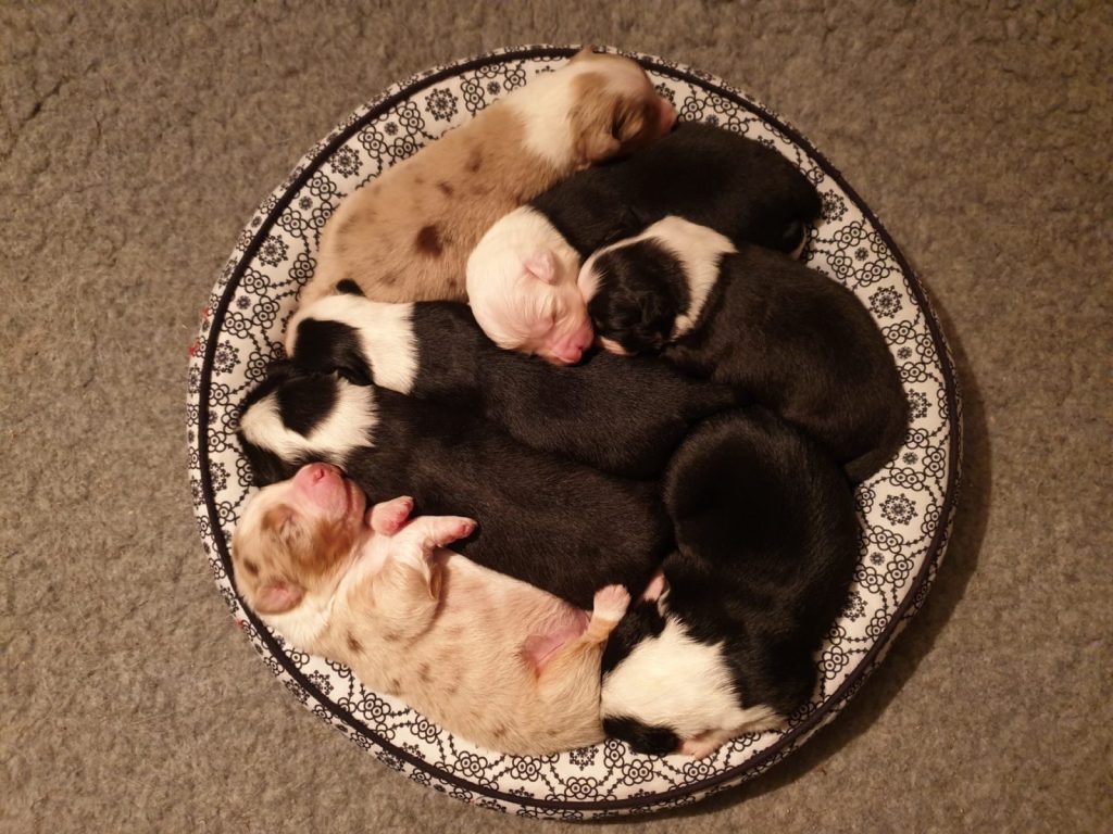 Deze foto was van het eerste nest van&nbsp;Baya