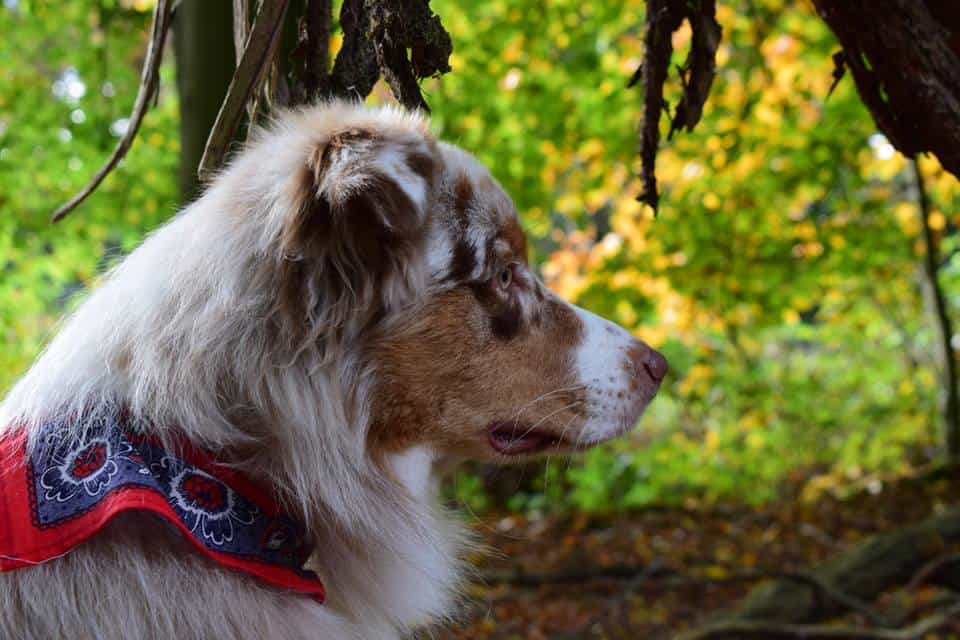 Toby is genomineerd om hond van het jaar te worden, heel&nbsp;spannend!