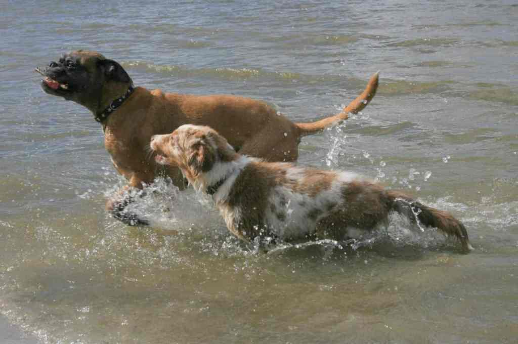 Bowie en zijn vriend Nena