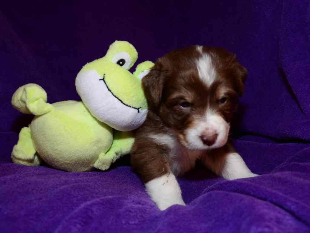 Benja Tess Quadrupes