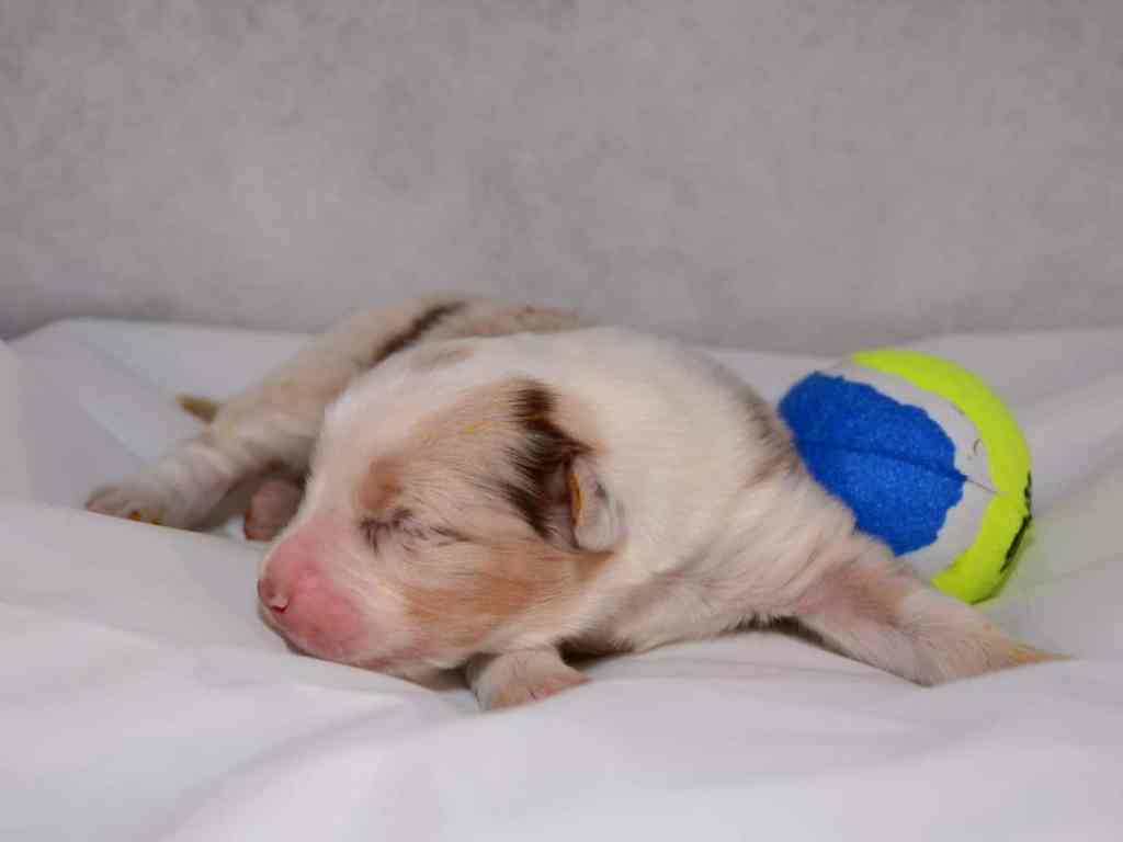 Teefje Baya Noor&nbsp;Quadrupes