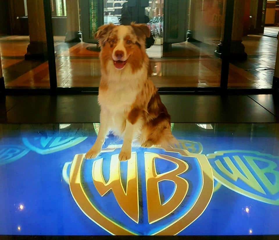 Toby, de hond uit het 1e nest die ook ‘hond van het jaar 2016’ werd is door de audities van Warner Bros gekomen, binnenkort gaat hij de studio in&nbsp;:-)
