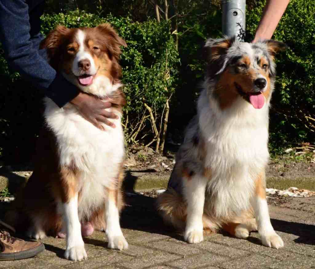 In het weekend kwam een pup uit het 1e nest langs, dat was&nbsp;feest!