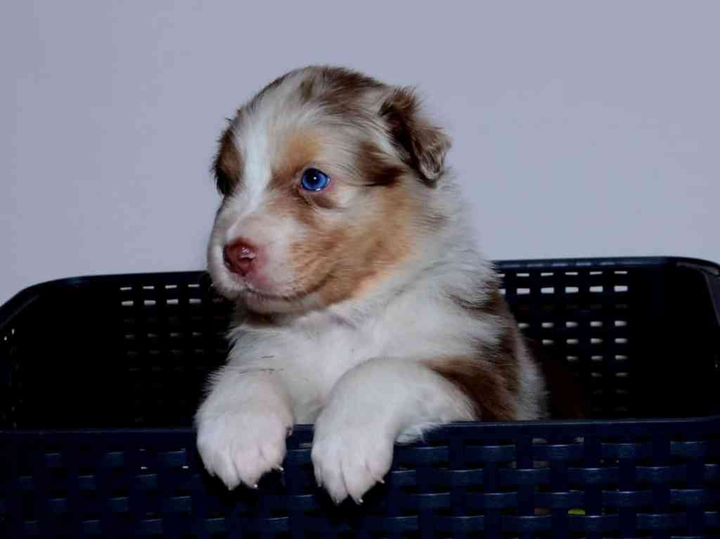 Het elftal is 4 weken oud, ALICE FLAME QUADRUPES