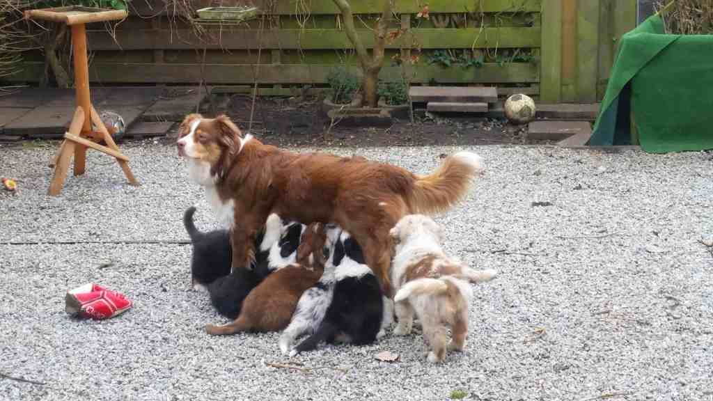 Tess is getest op DM en CMRI, uitslag normaal