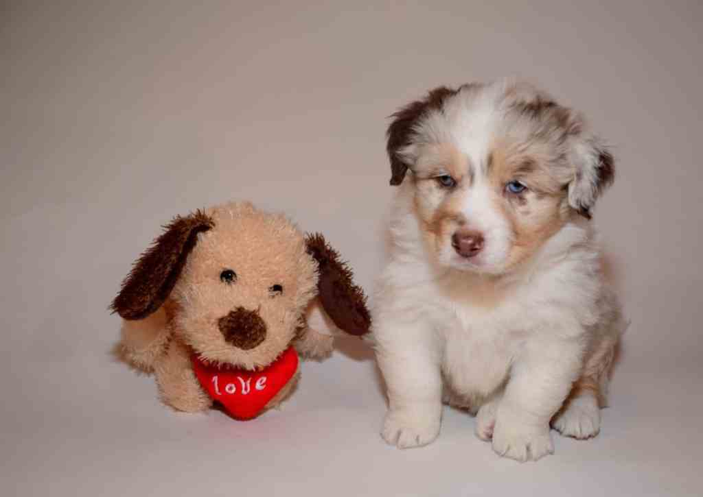 Britt Quinta Quadrupes