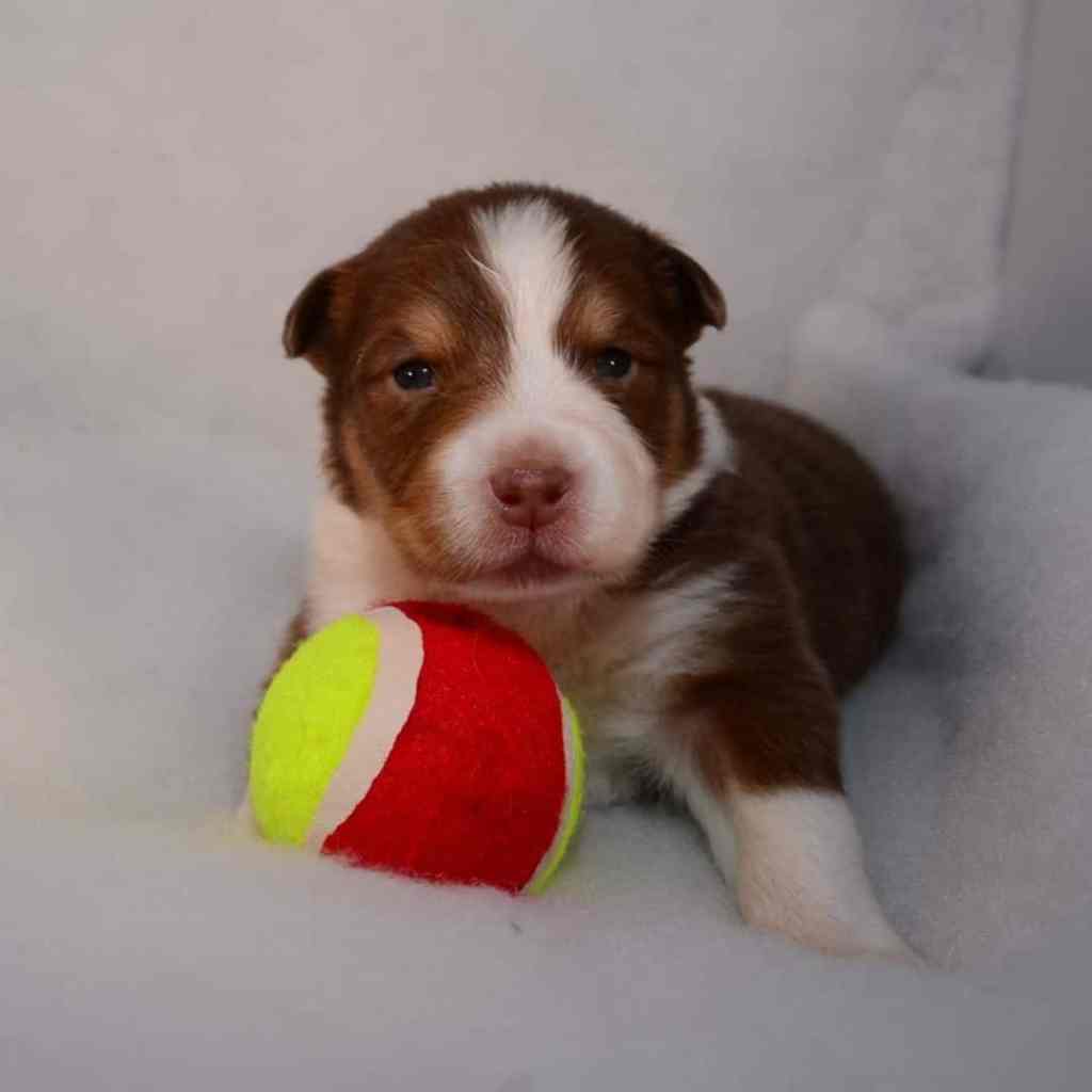 Pup 3, ze lijkt het meest op Tess