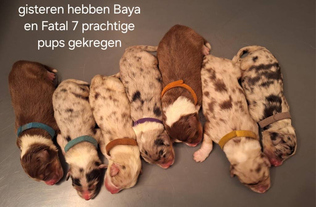 Geboren 19-12-2023 7&nbsp;pups
